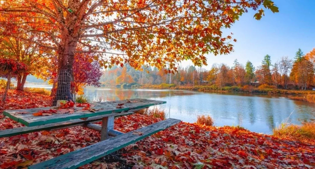 5 Essential Fall Preparation Activities + Checklist for your HOA 2 fall landscape: orange, red leaves on the ground and on a tree that hangs over a bench looking out over a lake