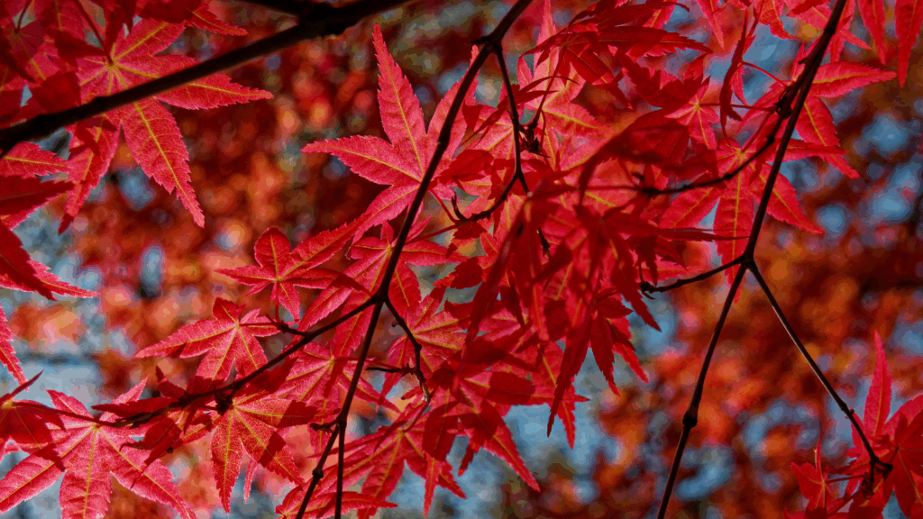 Essential Fall Landscaping Tips for HOAs and Homeowners: How to Prepare for the Cooler Months 5 Modelo Banner para Forms 3